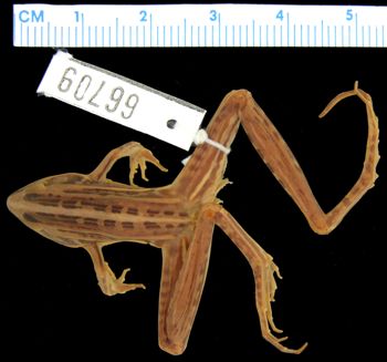 Media type: image; Herpetology A-66709